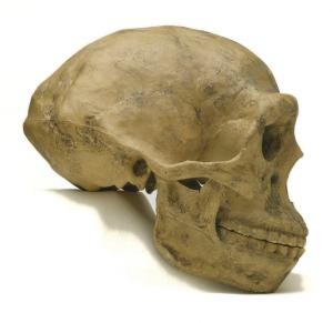 A cast of the skull of the Homo erectus known as 'Peking Man' - the earliest human remains yet found in China.
